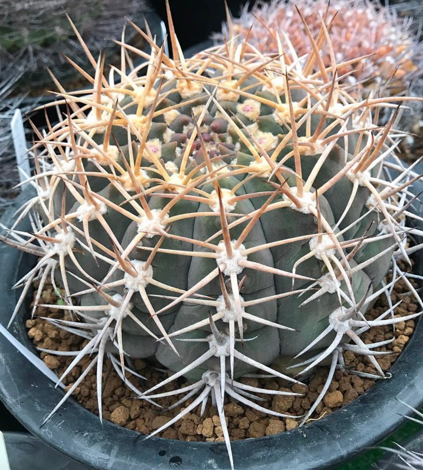 Gymnocalycium bayrianum raro cactus con spine spesse e corpo verde rotondo in vaso