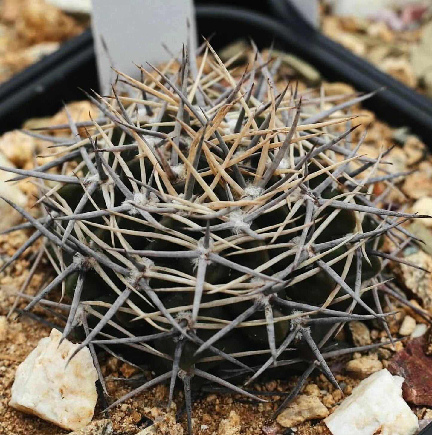 Gymnocalycium bicolor cactus with dense long gray and beige spines on rocky soil