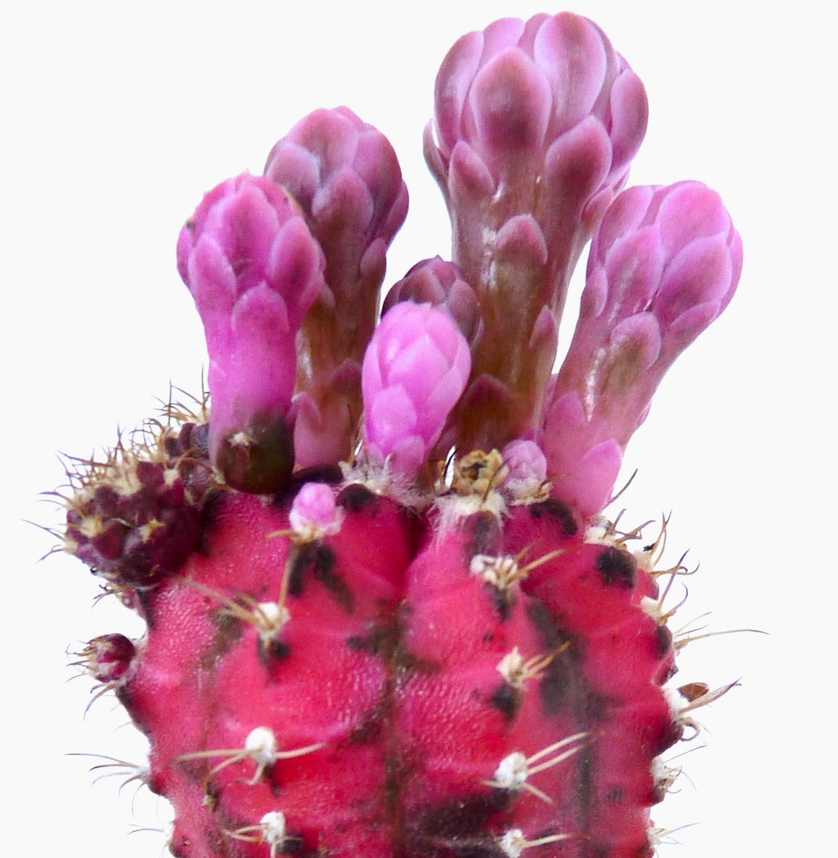 Gymnocalycium mihanovichii cv HIBOTAN purple 15-30cm diameter