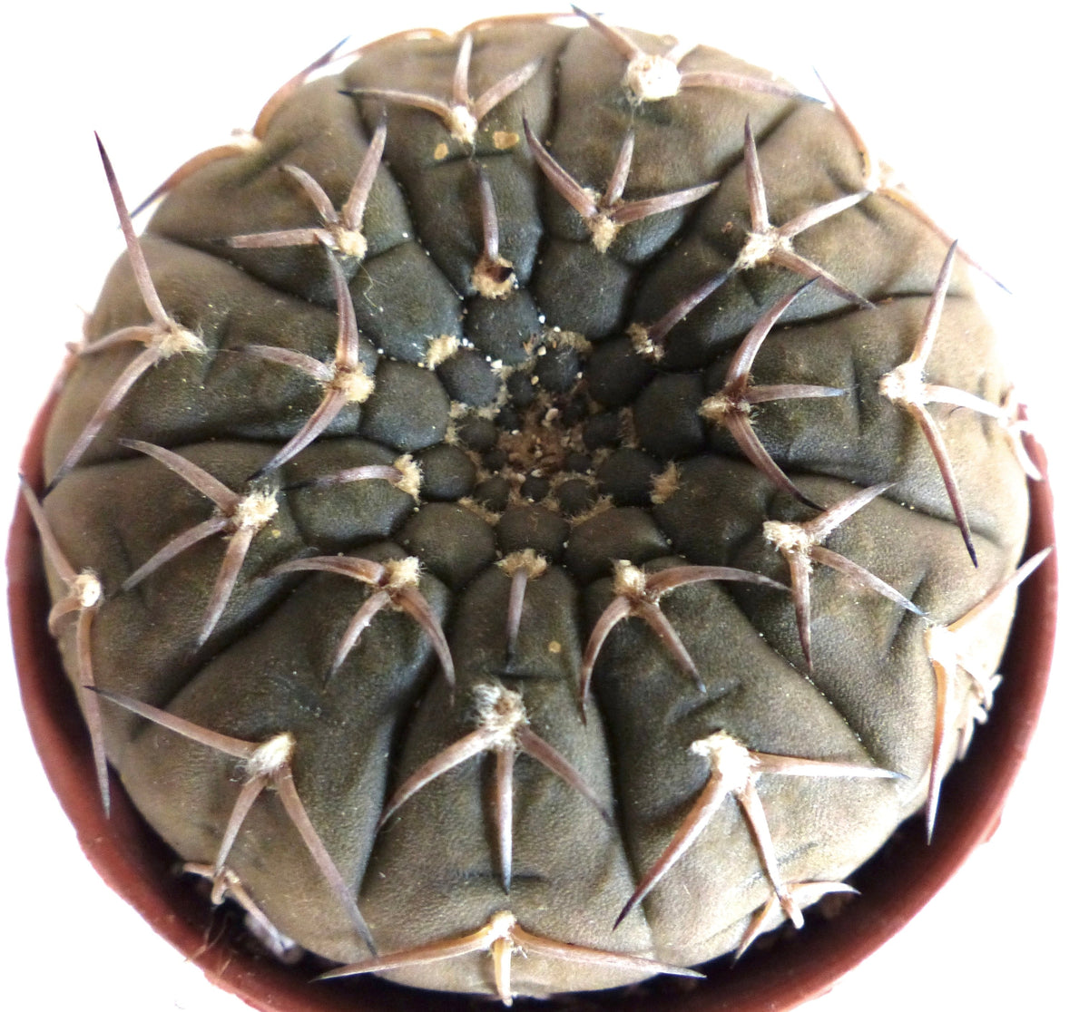 Gymnocalycium stellatum 6-10cm | Chin cactus | Star cactus