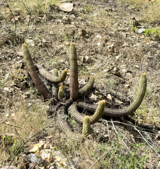 Haageocereus zonatus cactus espanso con steli allungati e costoluti e spine nel loro habitat naturale