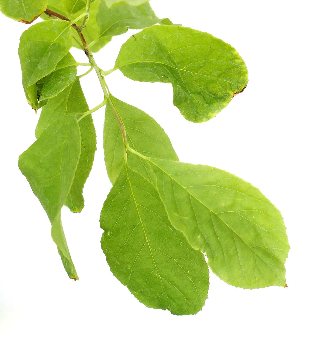 Halesia carolina 85-100cm | Carolina silverbell | Snowdrop tree