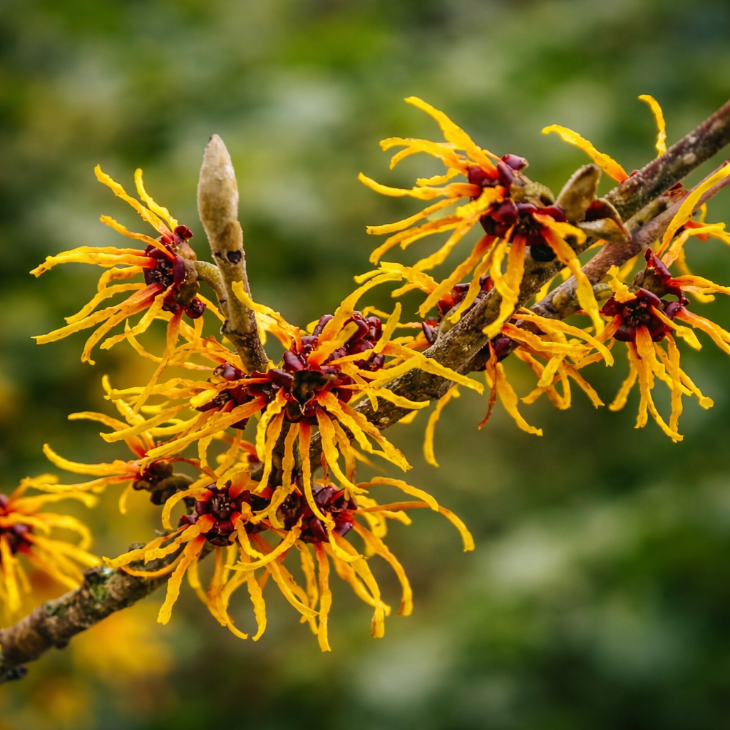 Fiori giallo brillante a forma di ragno di Hamamelis virginiana su ramo legnoso in fiore