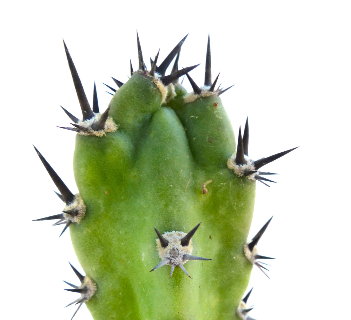 Harrisia jusbertii green cactus stem with sharp black spines close-up