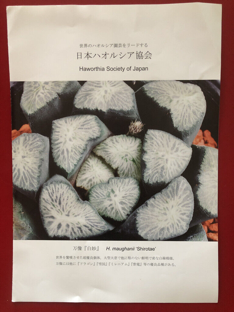Haworthia maughanii 'Shirotae' rare succulent with white-patterned translucent leaves