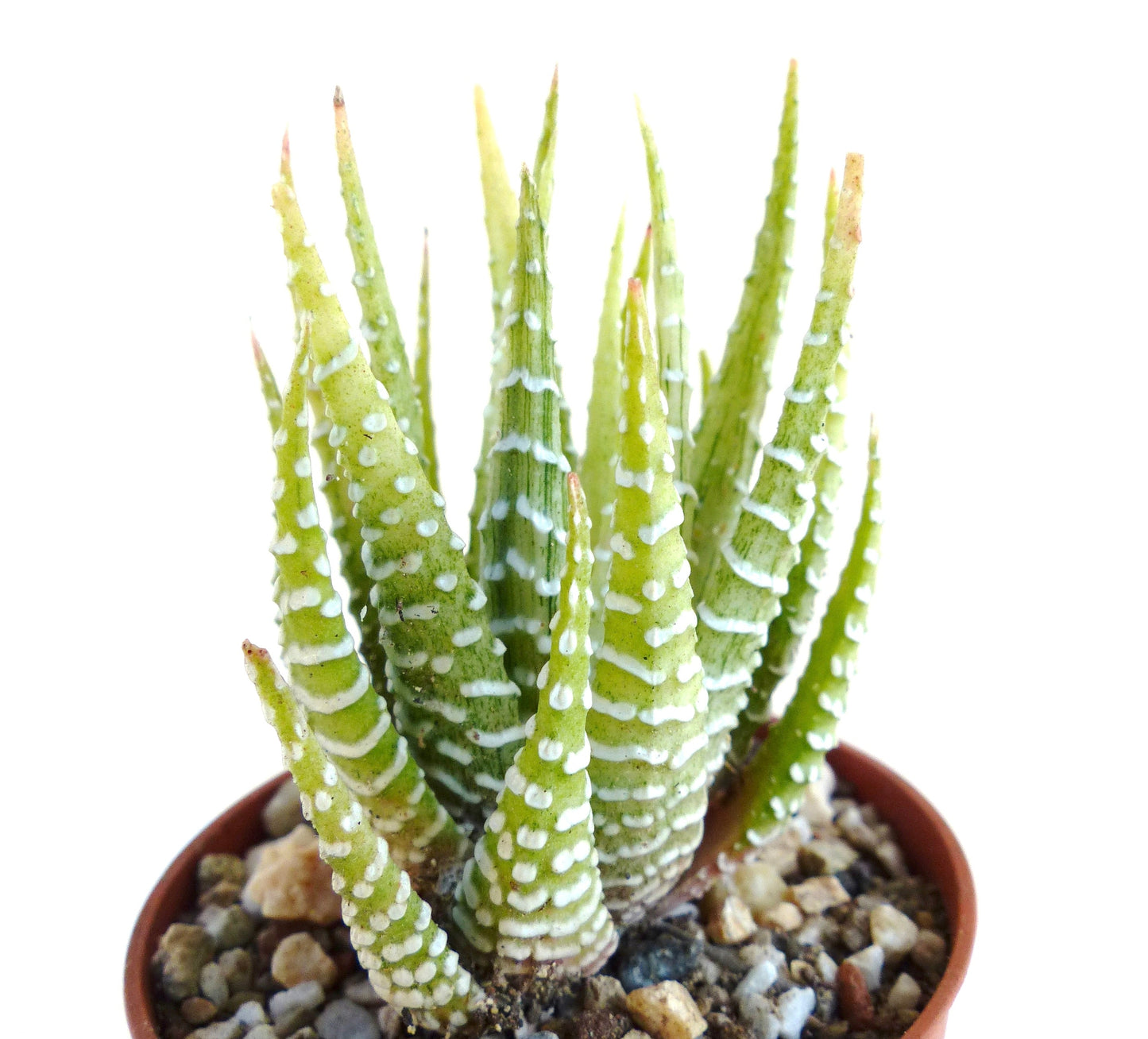 Haworthia fasciata succulent with pointed green leaves and white horizontal stripes in pot