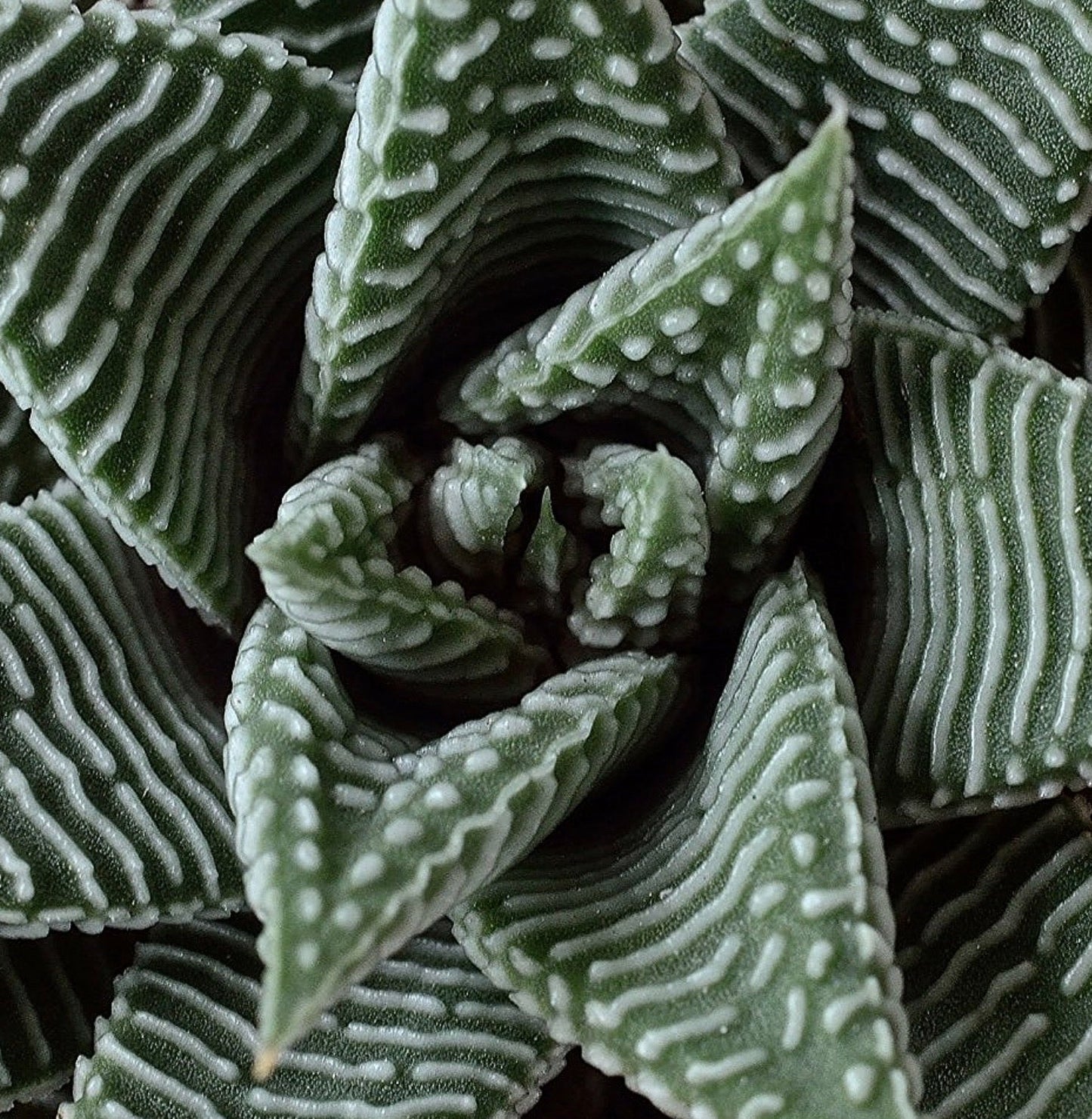 Succulenta Haworthia limifolia con foglie verdi scanalate e testurizzate e tubercoli bianchi, primo piano