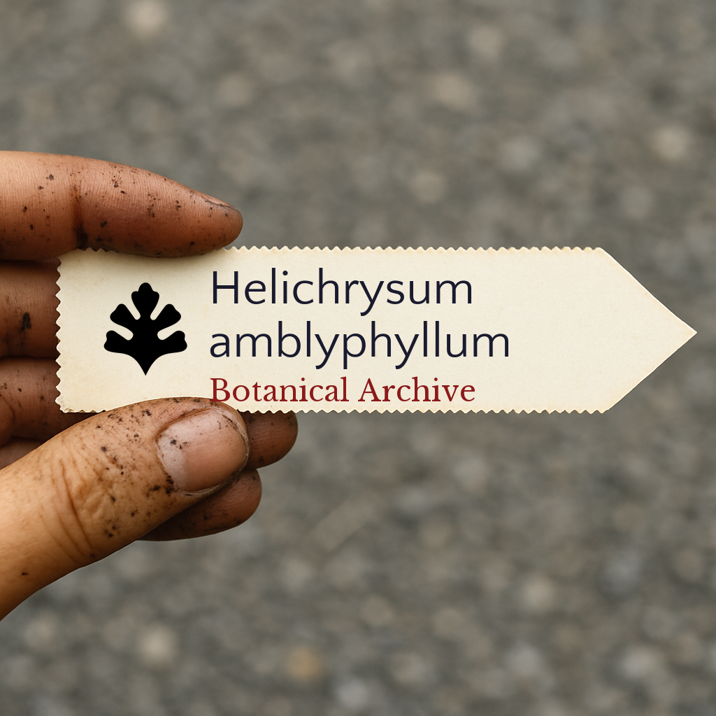 Printed plant label for Helichrysum amblyphyllum held by dirty hand outdoors