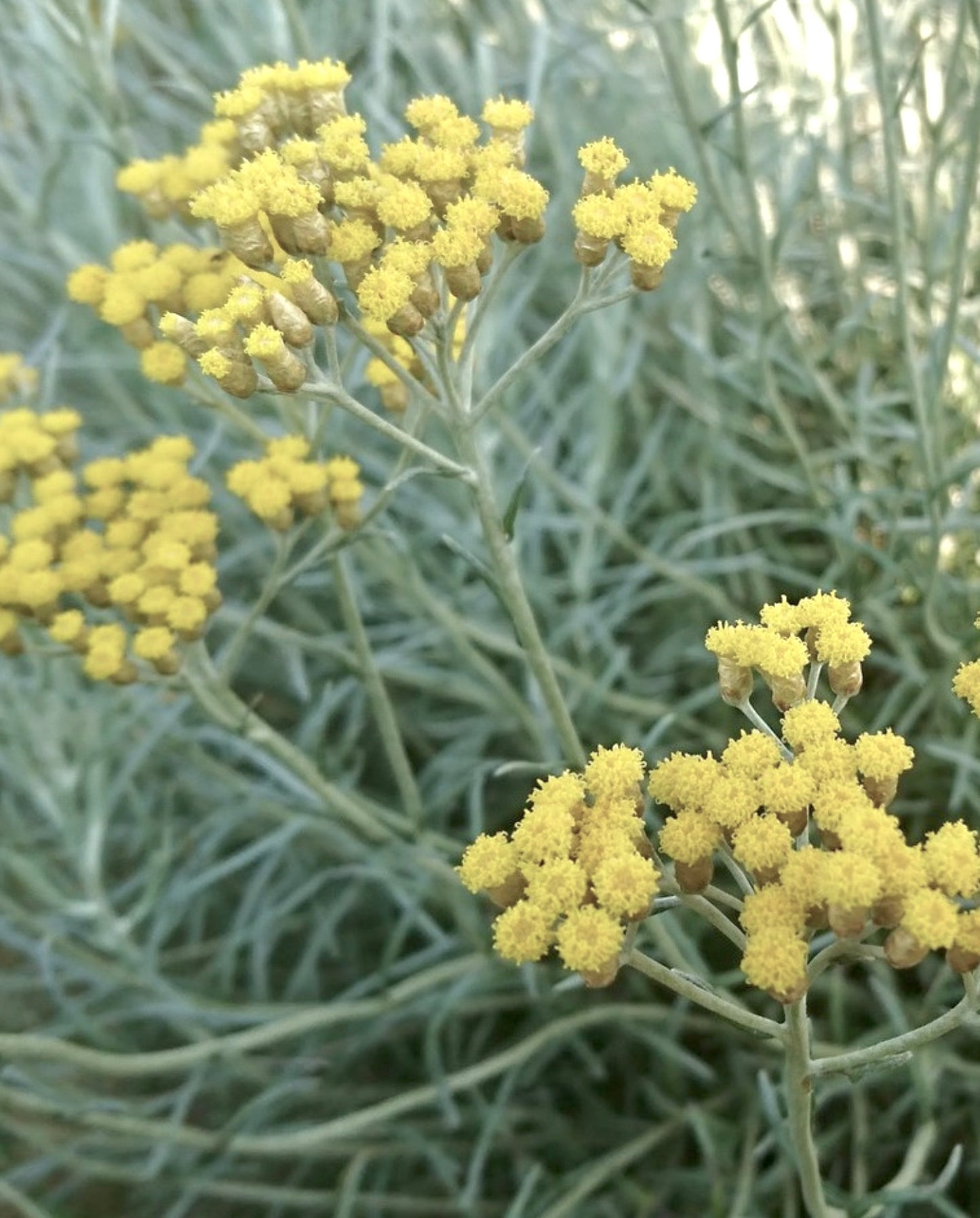Helichrysum italicum | Curry plant | Italian strawflower