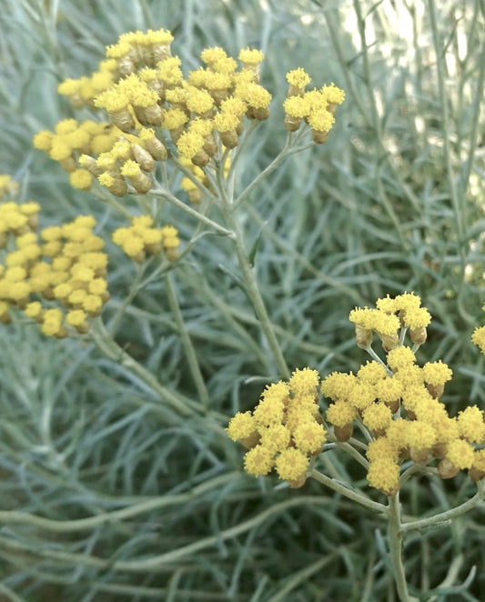 Helichrysum italicum | Curry plant | Italian strawflower