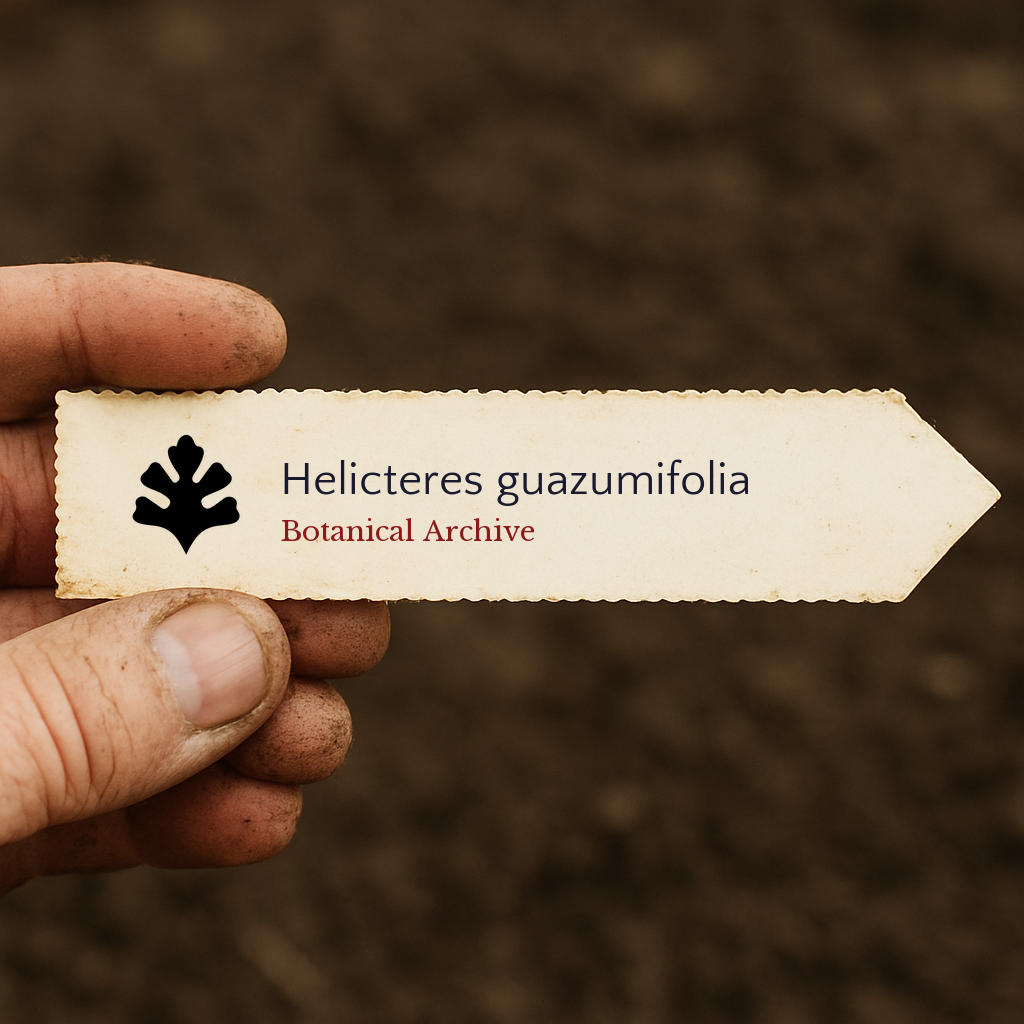 Etichetta per pianta stampata per Helicteres guazumifolia tenuta a mano su sfondo di terreno