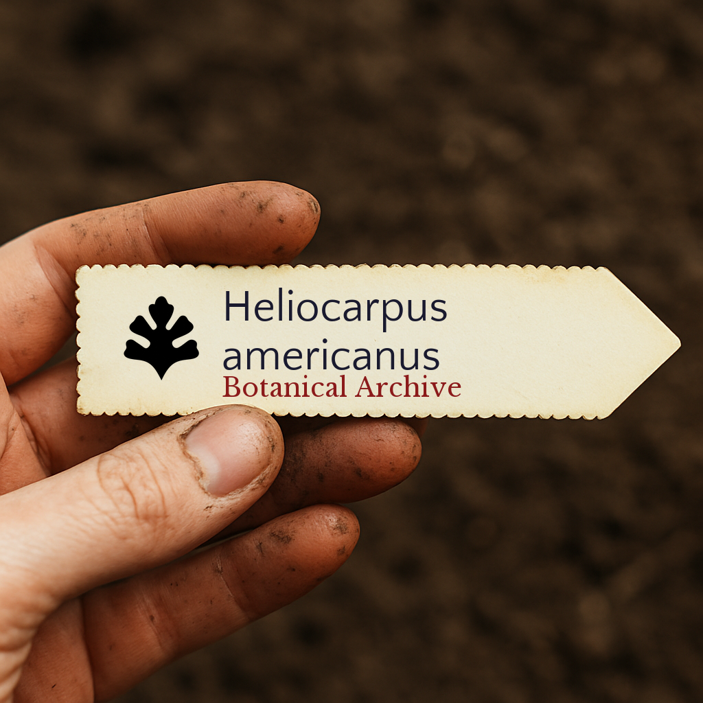 Etichetta per pianta stampata per Heliocarpus americanus tenuta da mano sporca su sfondo di terreno