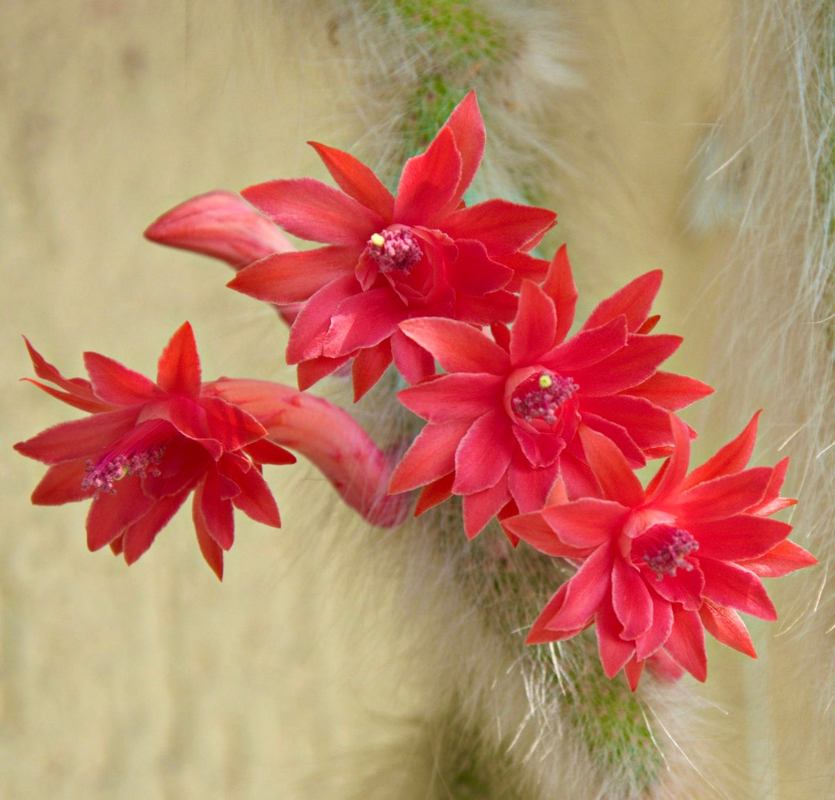 Hildewintera colademononis 5-10cm | Monkey tail cactus