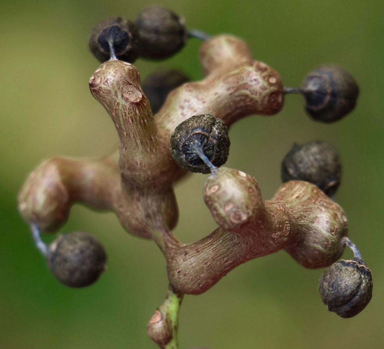 Hovenia dulcis | Japanese raisin tree | Oriental raisin tree