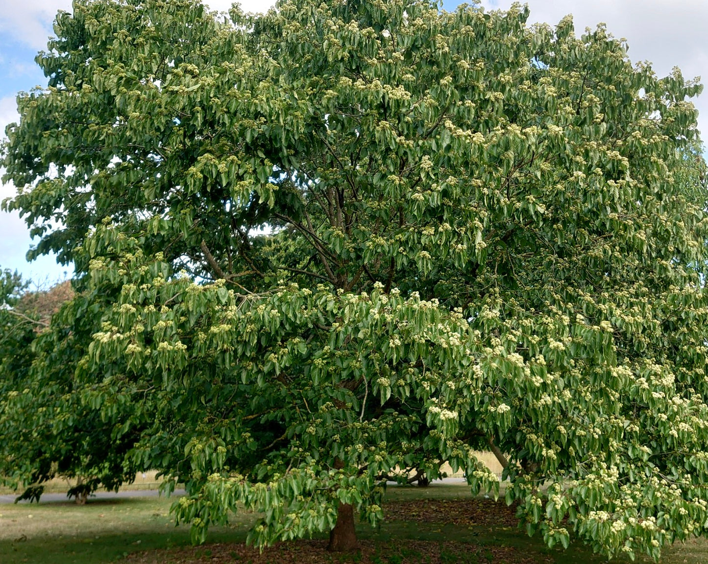 Hovenia dulcis | Japanese raisin tree | Oriental raisin tree