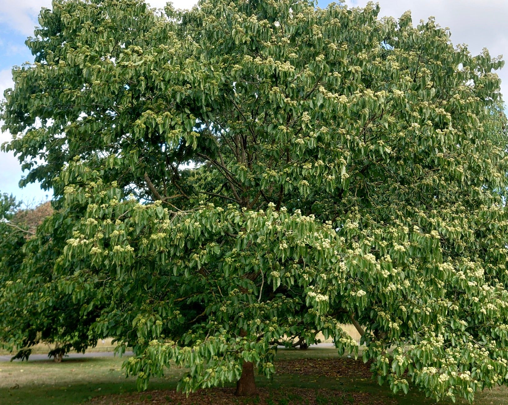 Hovenia dulcis large deciduous tree with dense green foliage and clustered cream flowers