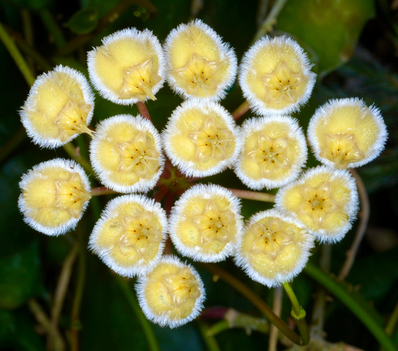 Gruppo di fiori lanuginosi a forma di stella gialli con bordi frangiati bianchi di Hoya imbricata