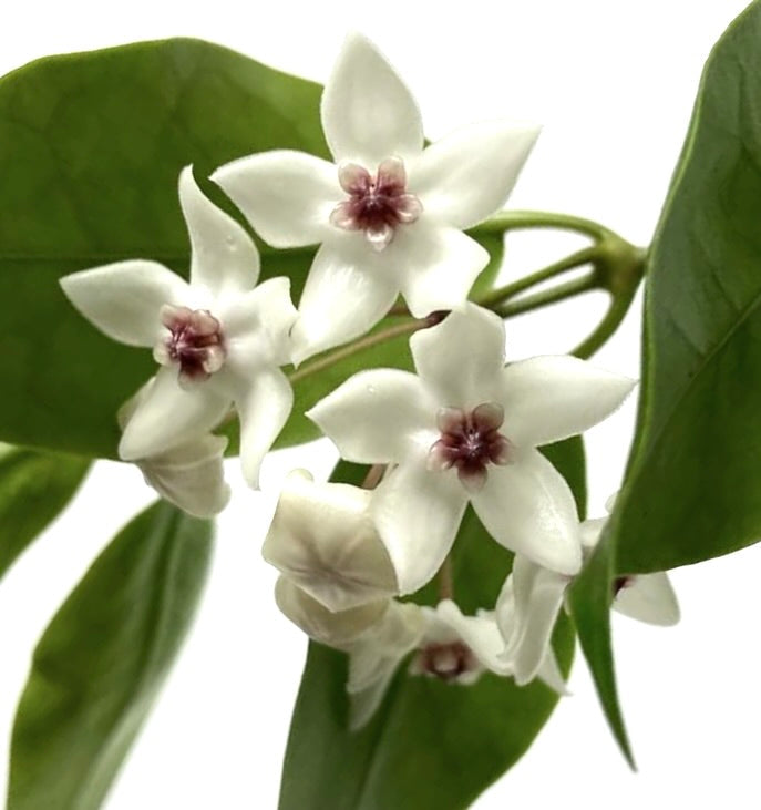 Fiori bianchi delicati a forma di stella di Hoya paziae con centri rosa e foglie verdi lucide