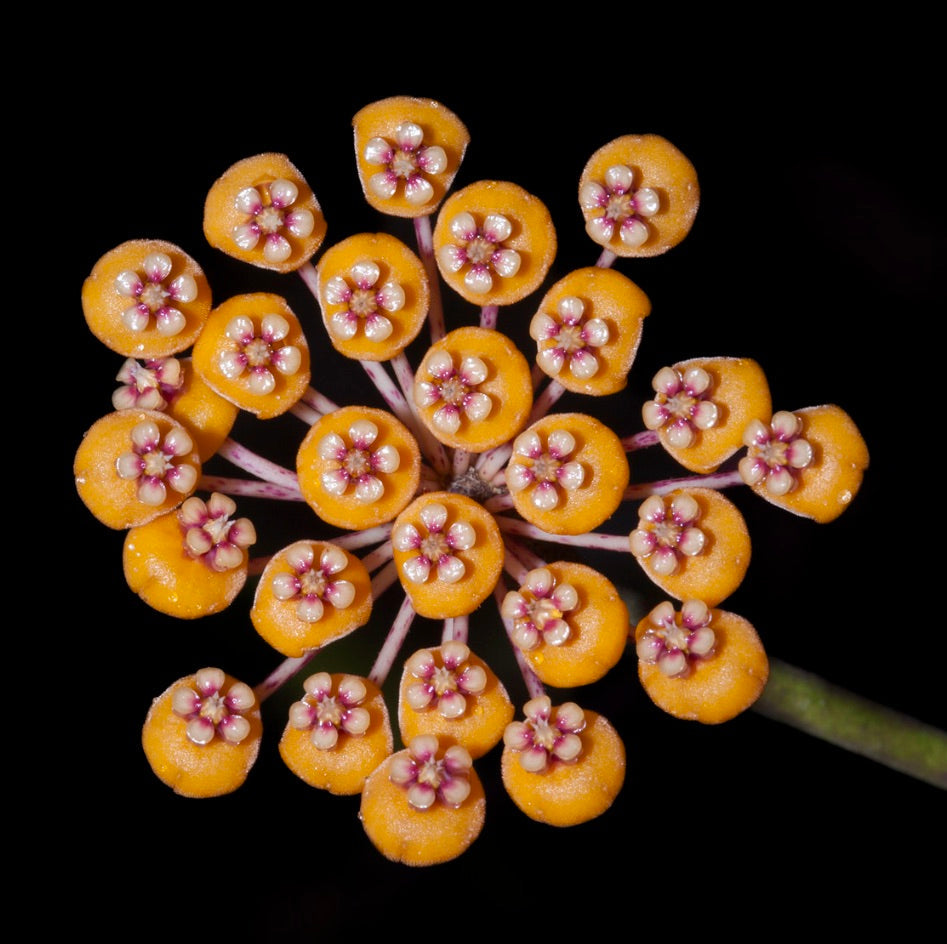 Grappolo di piccoli fiori a stella dai vivaci colori arancione e rosa di Hoya waymaniae su sfondo scuro