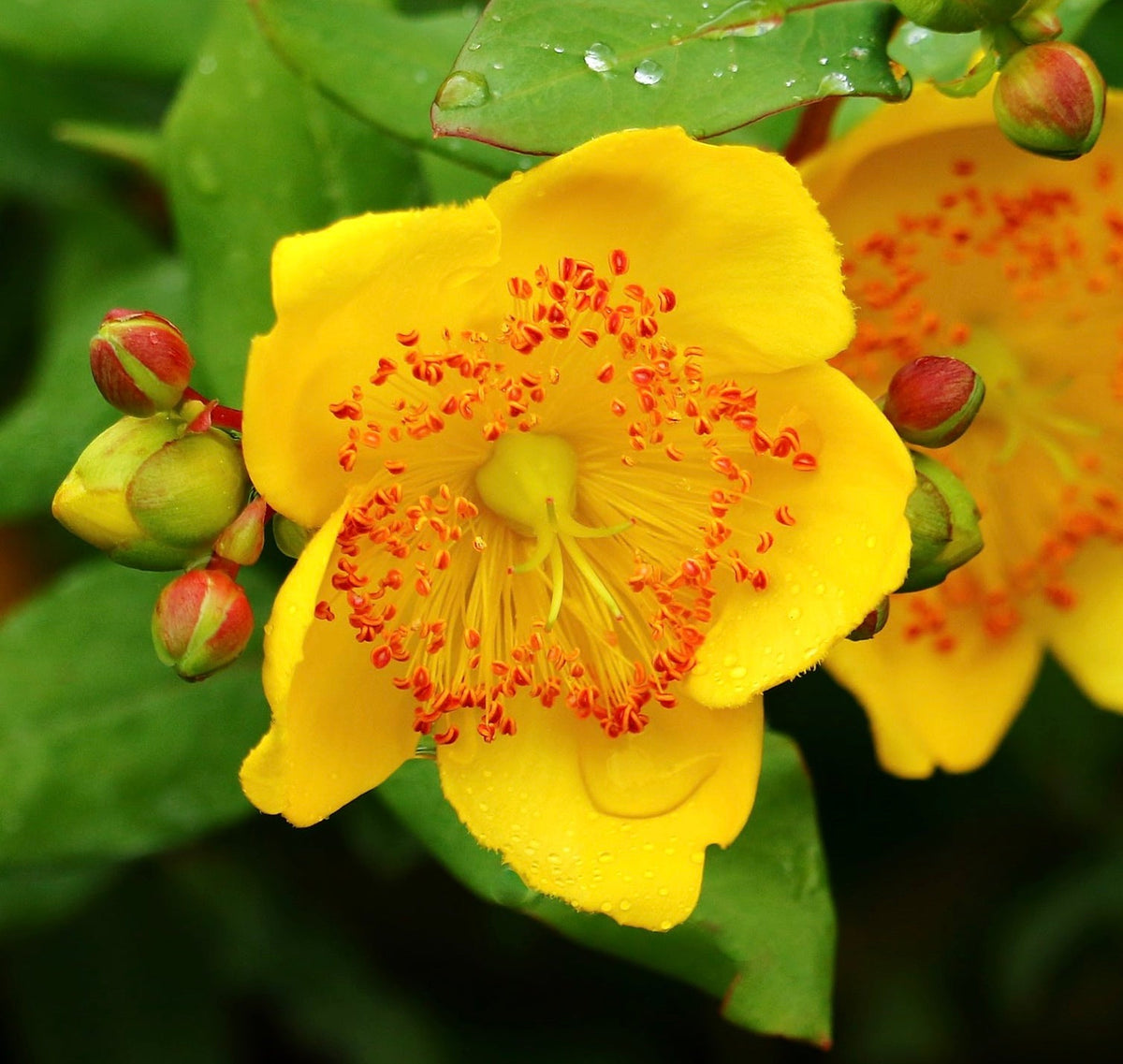 Hypericum moserianum tricolor 20-50cm | St. John's wort