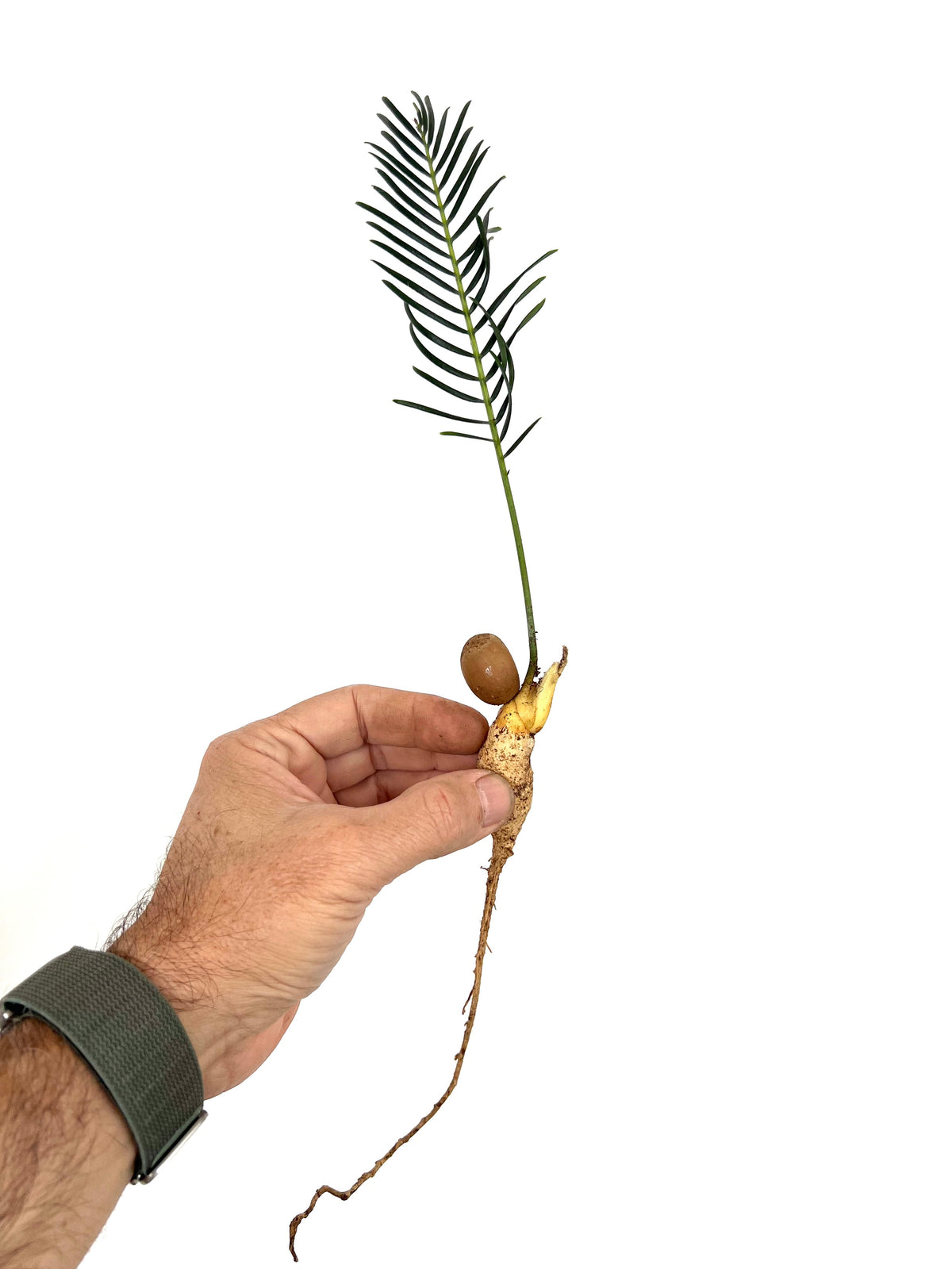 Encephalartos ghellinckii 1 Germinated Seeds | Ghellinck's cycad
