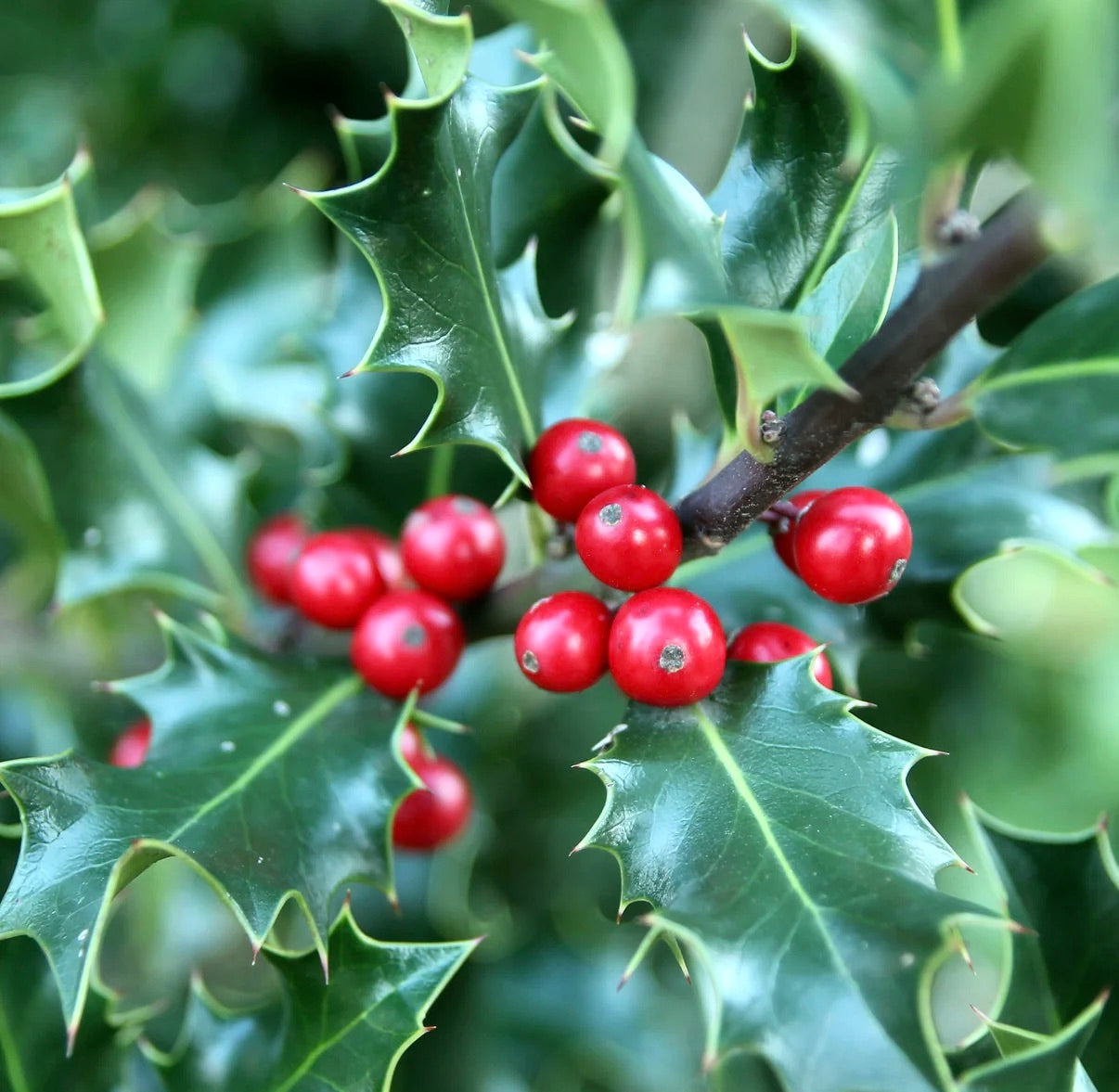 Ilex aquifolium glossy green spiky leaves with bright red berries close-up