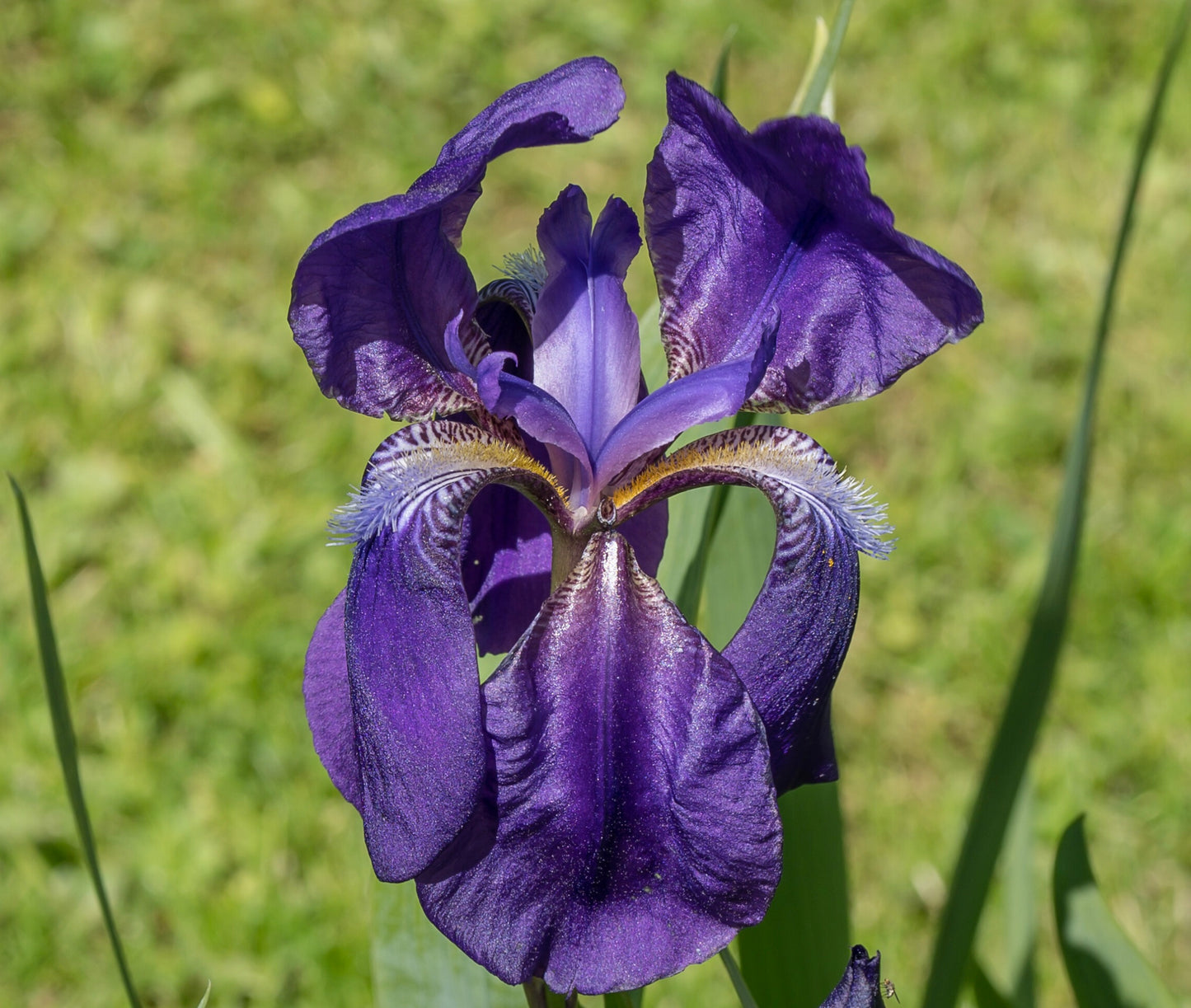 Iris germanica vibrant purple petals with intricate white and yellow beard details blooming outdoors