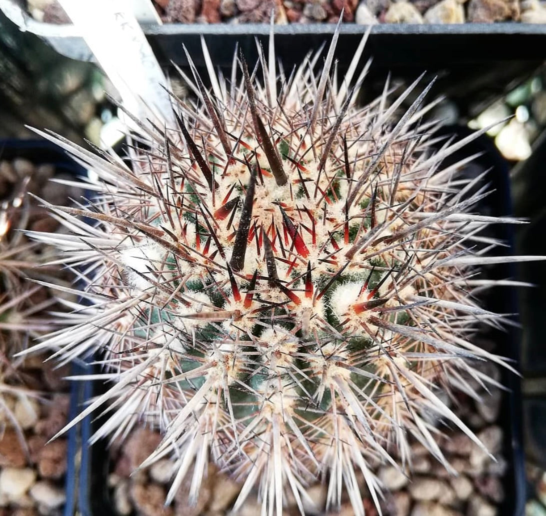 Islaya islayensis var. mollendensis raro cactus con spine lunghe e fitte e areole lanose