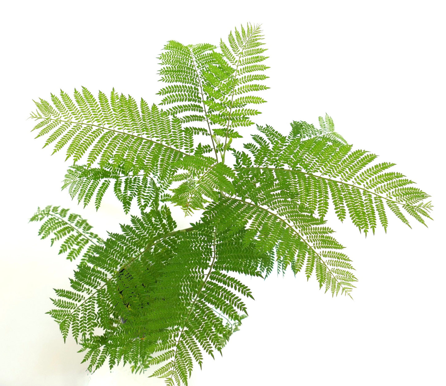 Jacaranda mimosifolia delicate green fern-like compound leaves with fine texture