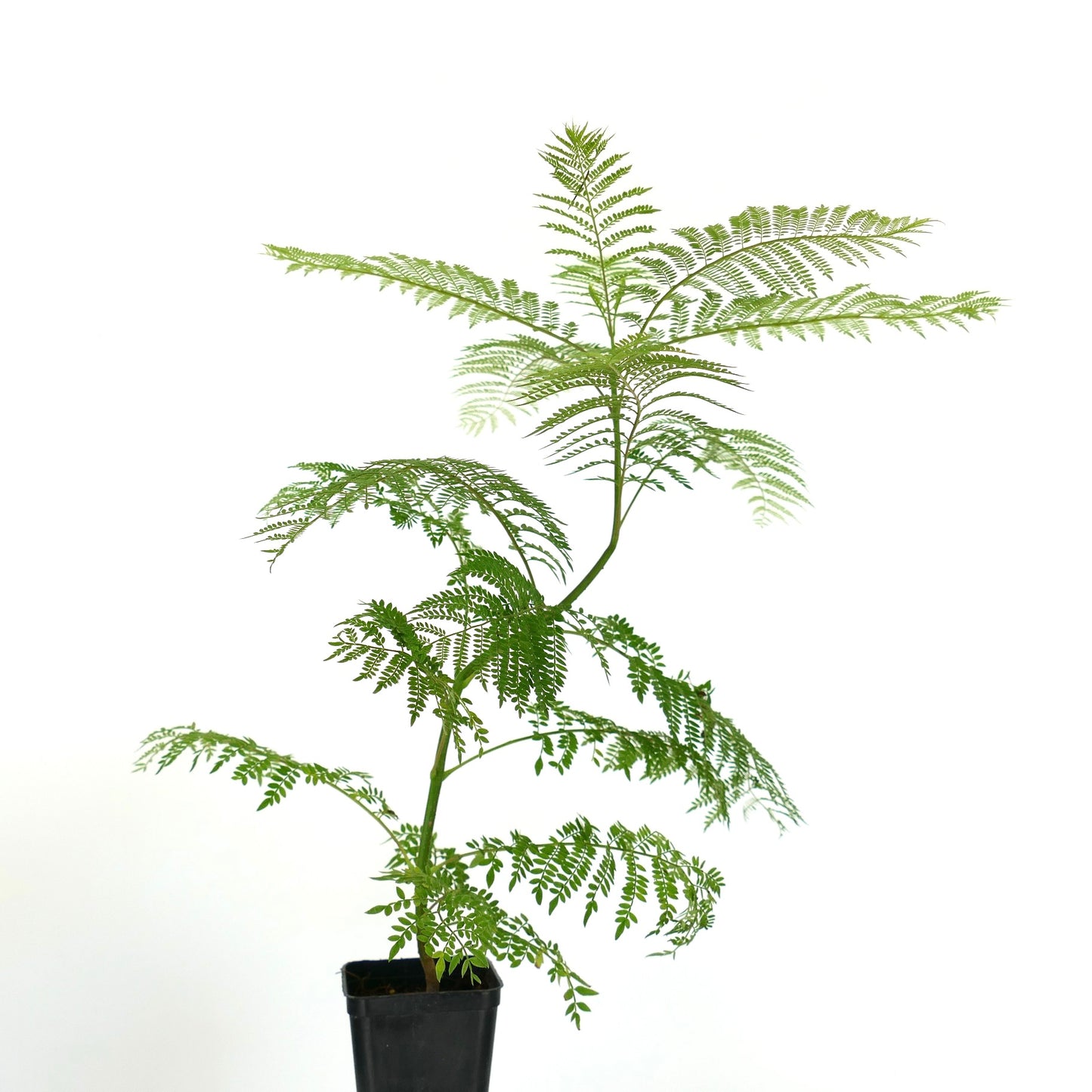 Jacaranda mimosifolia delicate fern-like leaves young potted plant specimen