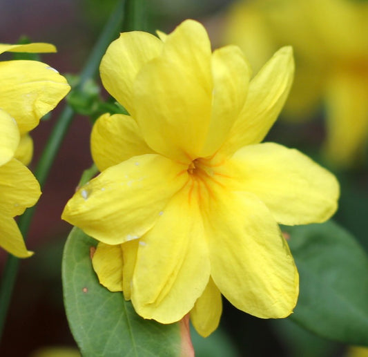 Jasminum nudiflorum bright yellow delicate petals with green leaves close-up