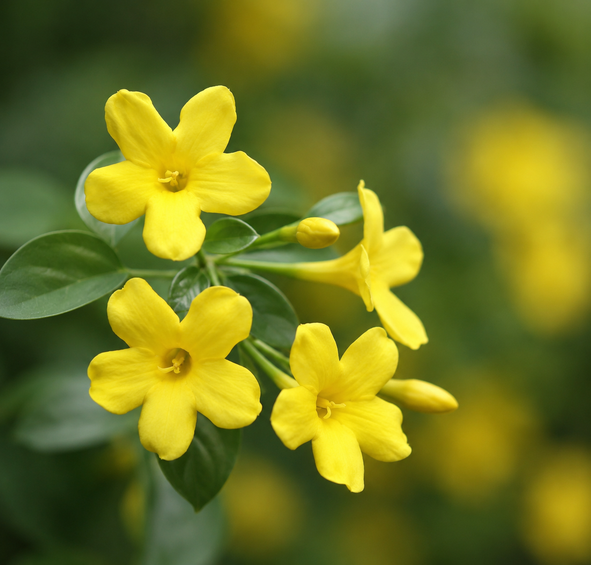 Jasminum revolutum 40-65cm | Yellow jasmine | Himalayan jasmine