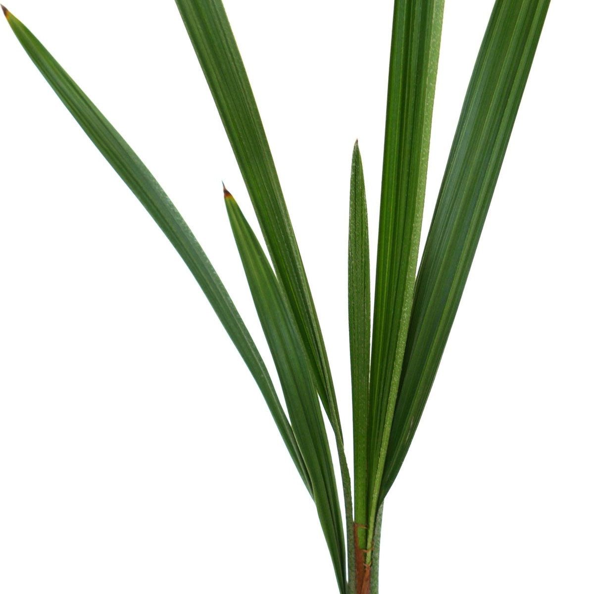 Jubaea chilensis 35-50cm | Chilean wine palm | Coquito palm