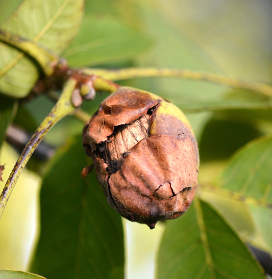 Juglans regia mature cracked walnut fruit hanging on green leafy branch