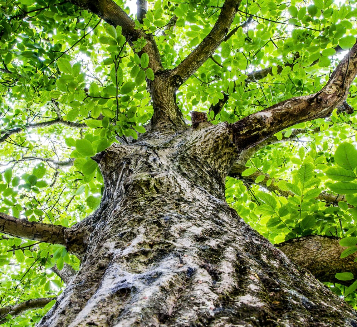 Juglans regia mature tree with textured bark and bright green compound leaves canopy