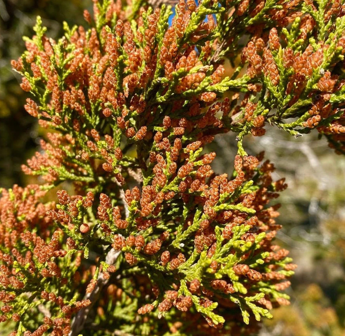 Juniperus ashei 20-30cm | Ashe juniper | Mountain cedar
