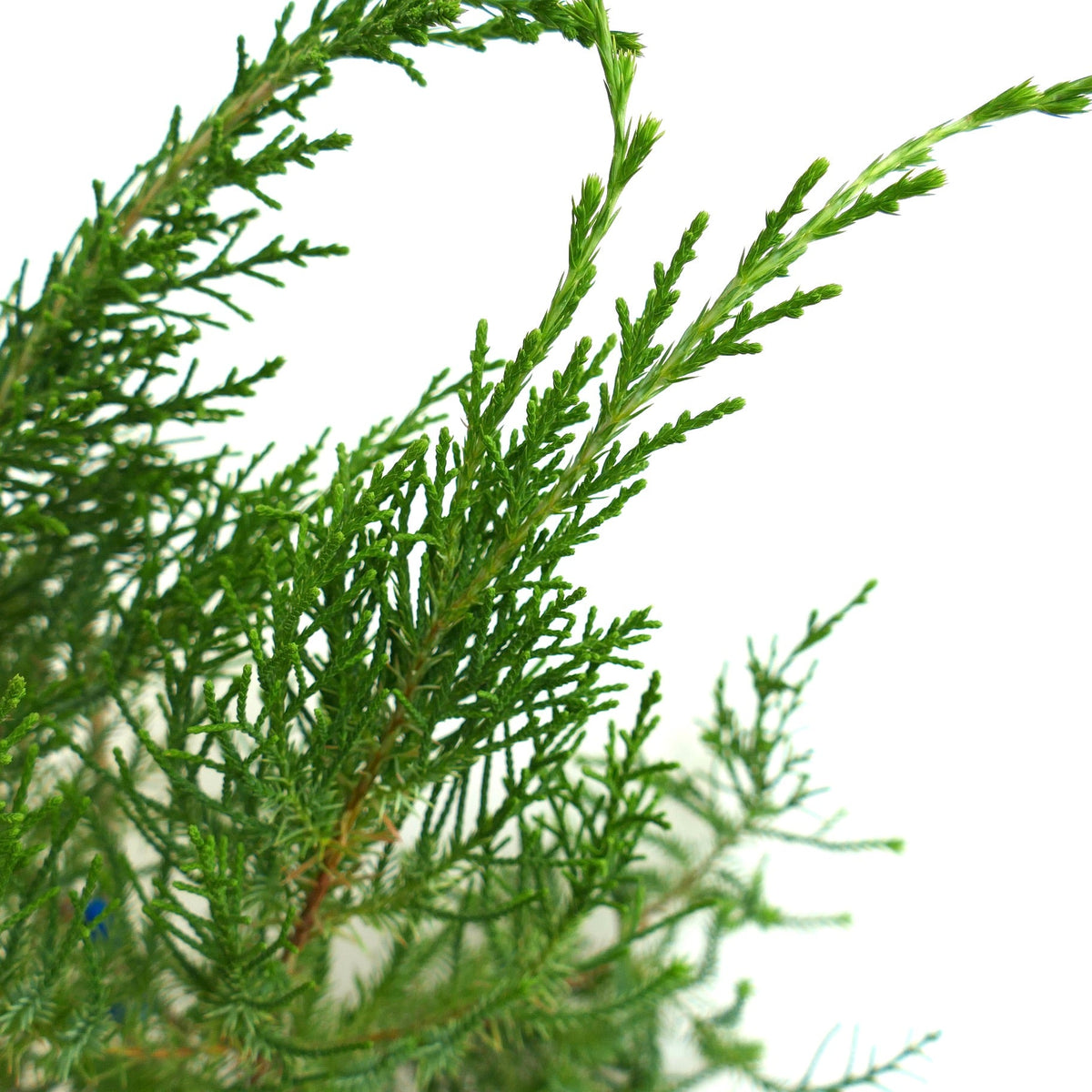 Juniperus bermudiana 15-20cm | Bermuda cedar | Bermuda juniper