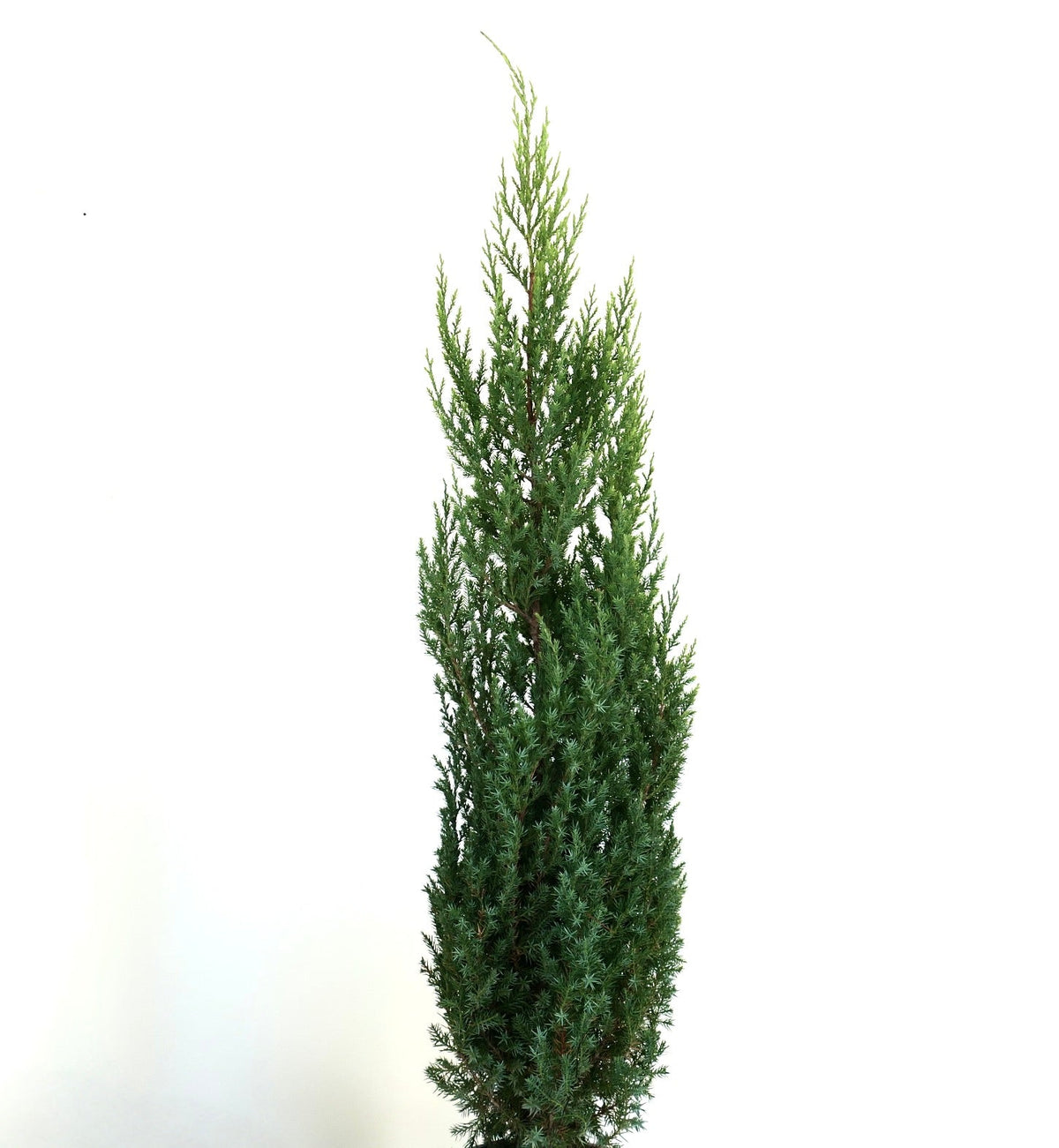 Juniperus chinensis form stricta 40-80cm | Chinese juniper