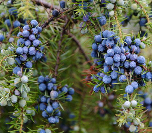 Juniperus communis with dense clusters of blue berries and sharp green needle-like leaves