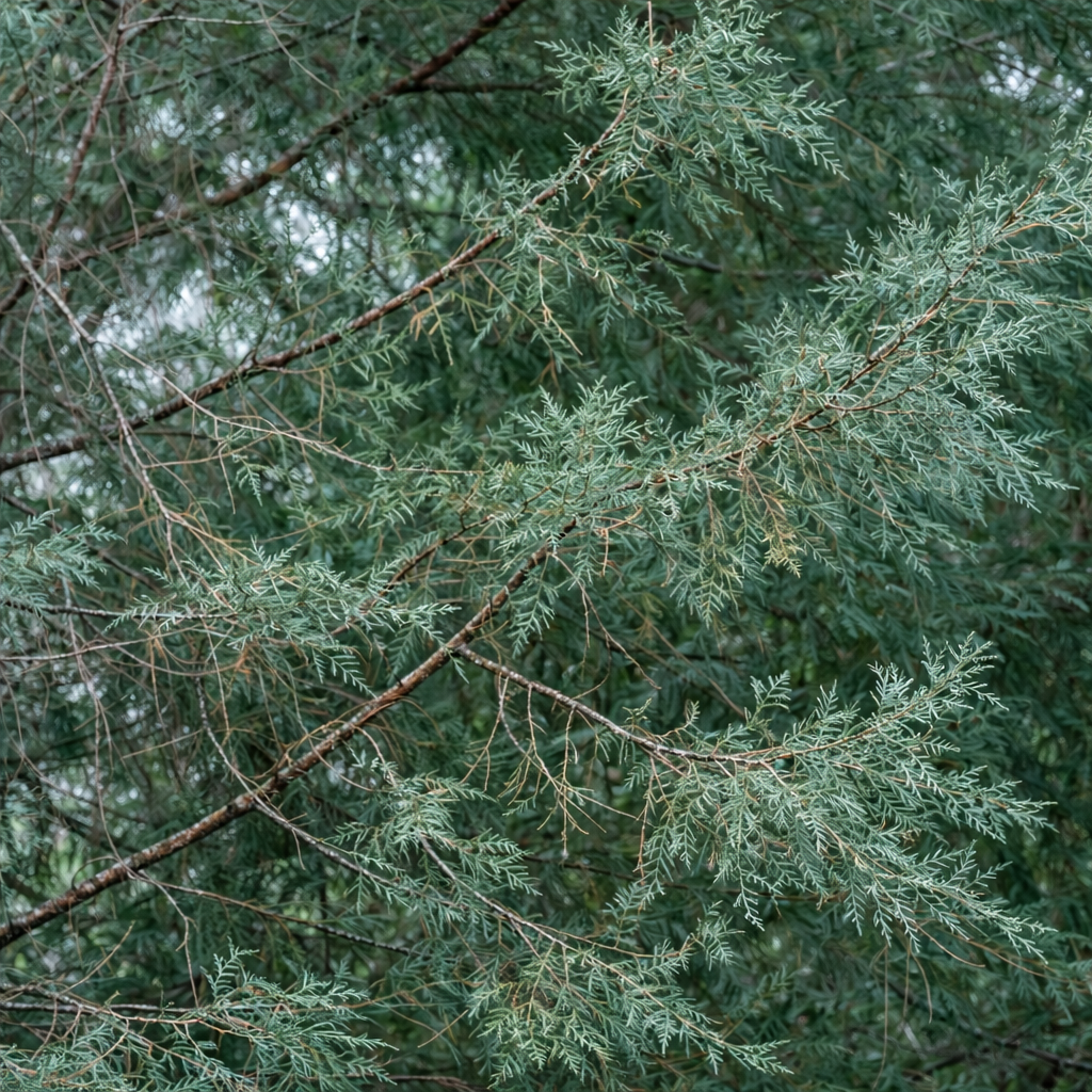 Juniperus excelsa 20-25cm | Greek juniper | Tall juniper