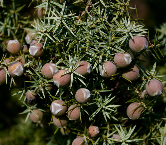 Juniperus oxycedrus macrocarpa with large round fruits and sharp variegated spiny leaves