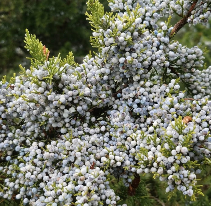 Juniperus virginiana 20-50cm | Eastern red cedar | Red juniper