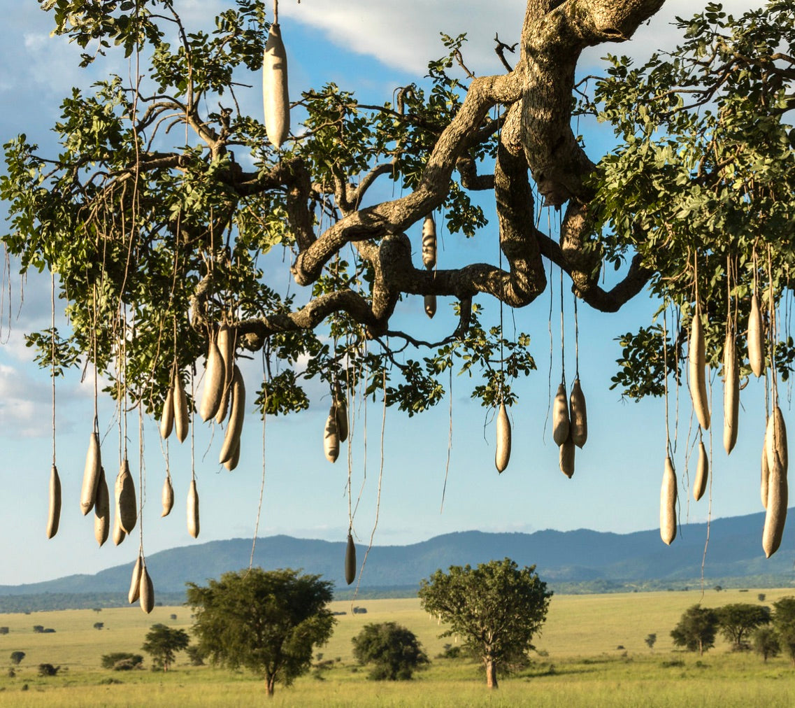Albero di Kigelia africana con grandi frutti appesi a forma di salsiccia e ampie foglie verdi nella savana