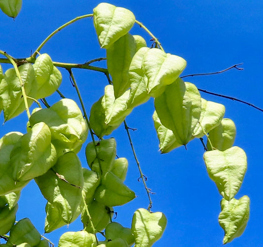 Koelreuteria paniculata seed pods with heart-shaped, inflated green lantern-like structures against blue sky