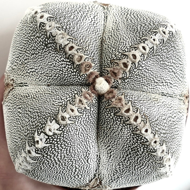 Astrophytum myriostigma cv ONZUKA V-TYPE rare succulent cactus with white speckled star-shaped pattern