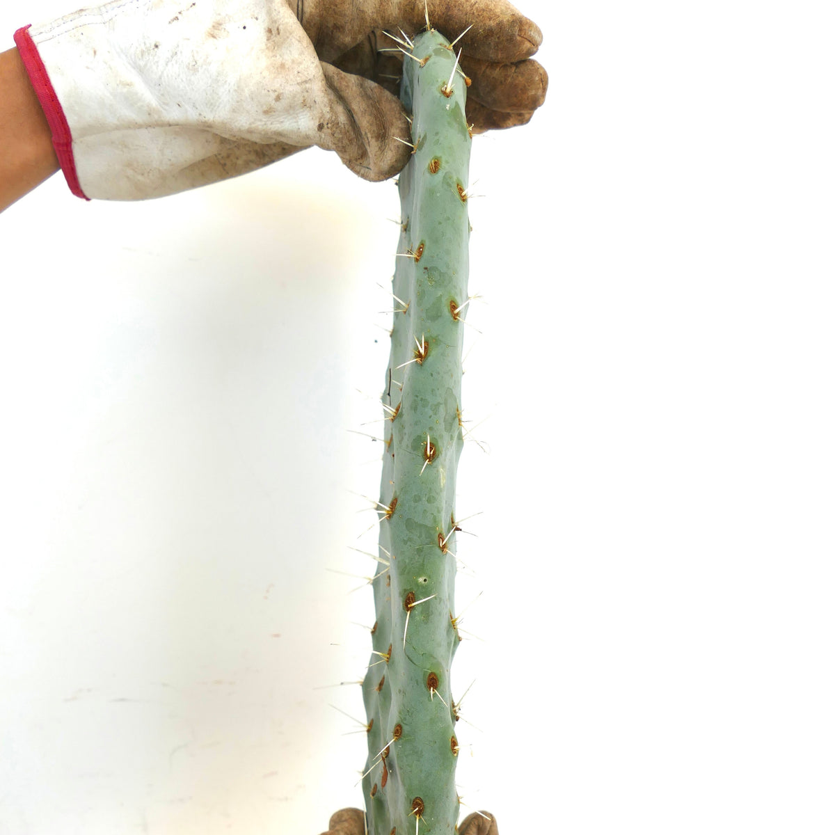 Opuntia sp. 2 km south of Tlaxcala, MEXICO | Prickly pear