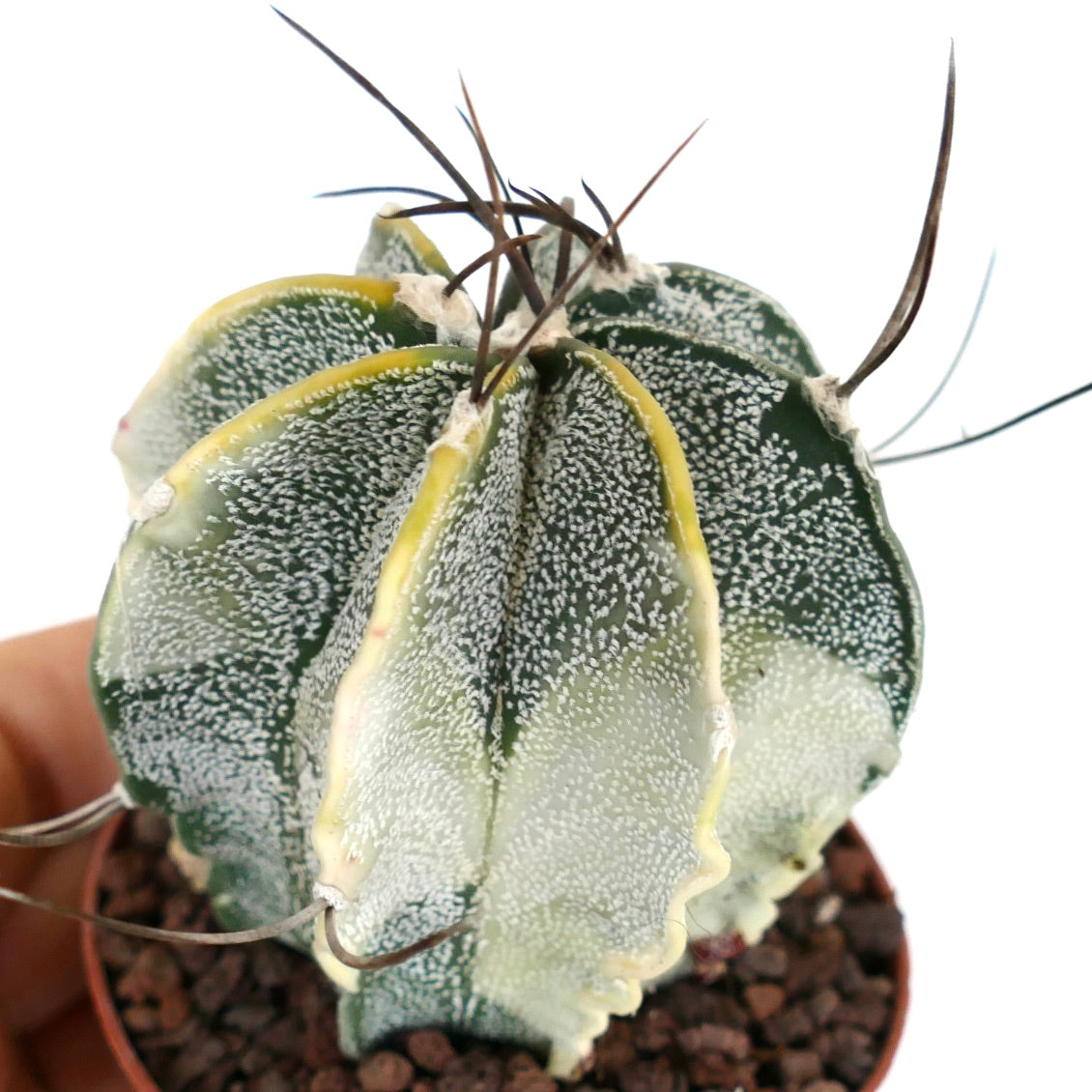 Astrophytum capricorne niveum raro cactus variegato con coste macchiate di bianco e spine lunghe