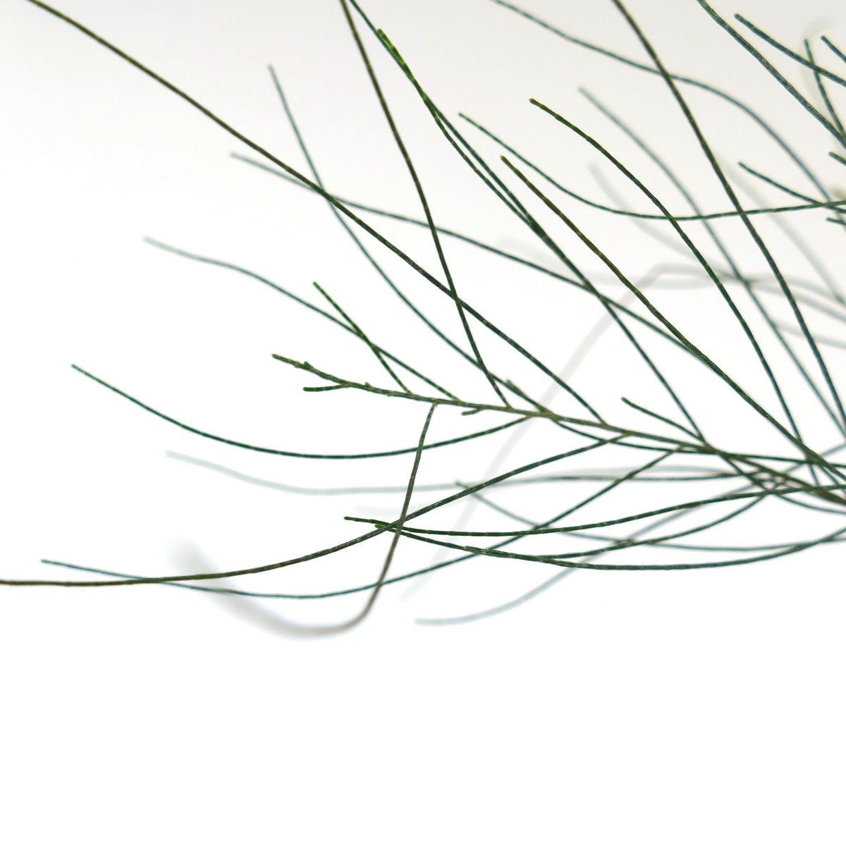 Casuarina cunninghamiana 50-100cm | River she-oak | Pino australiano