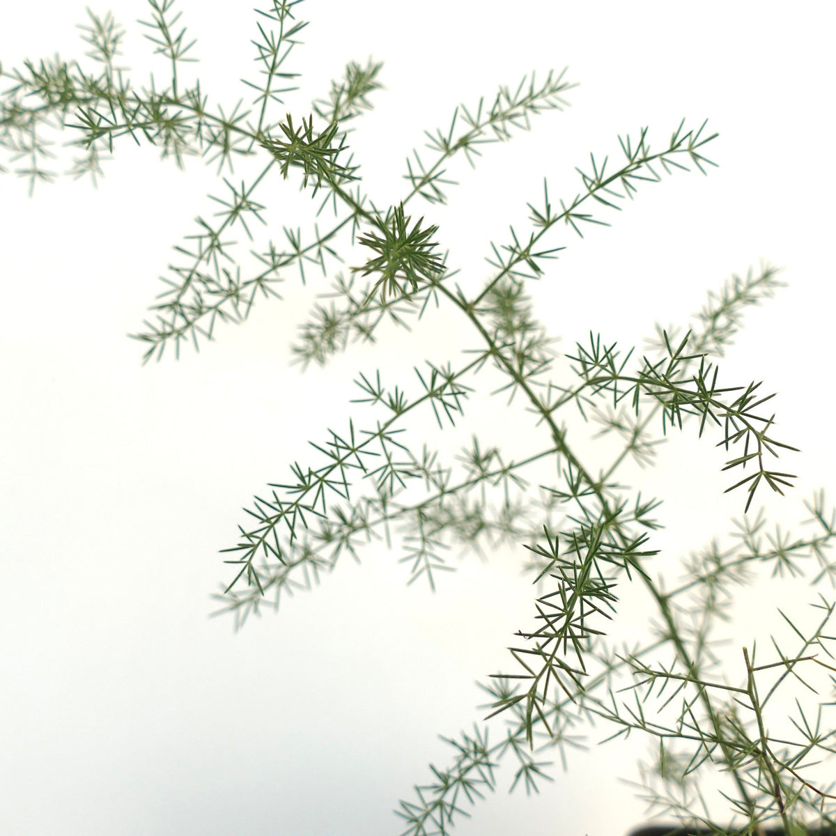Asparagus acutifolius 15-30cm | Wild asparagus