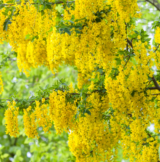 Laburnum anagyroides bright yellow cascading flower clusters with green leaves outdoors